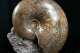 Huge Lytoceras Ammonite - Free Standing #4336-3